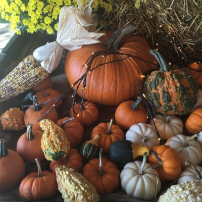 fall pumpkins and gourds on cape cod