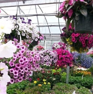 greenhouse full of flowers and hanging baskets on cape cod